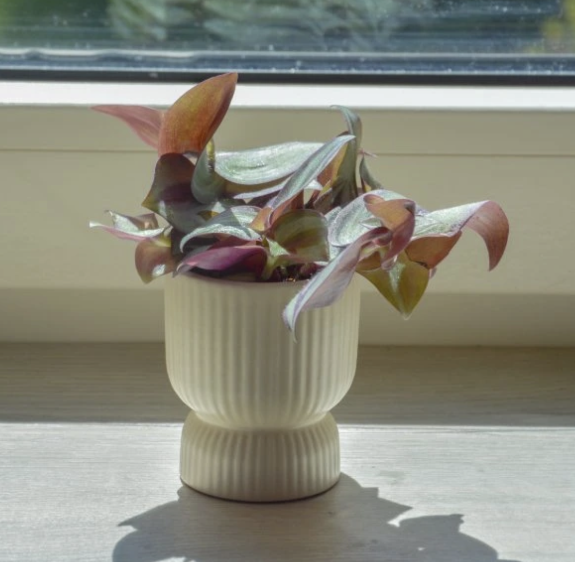 Tradescantia zebrina pink joy 